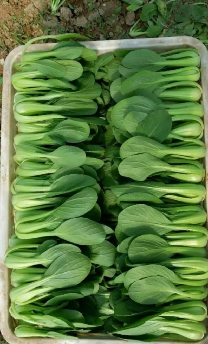 小油菜上海青小青菜商超食品厂
