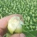 小油菜上海青小青菜商超食品厂