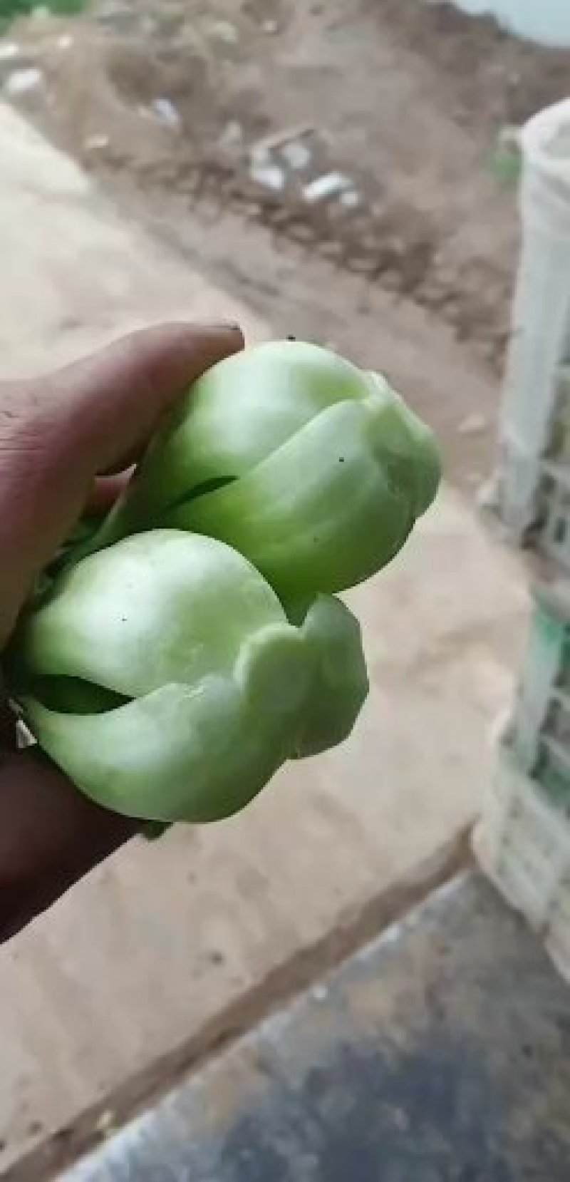 小油菜上海青小青菜商超食品厂