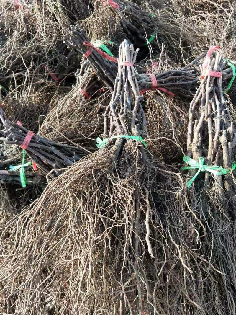占地葡萄苗（地苗，小高条，占地长条苗）包活，保好