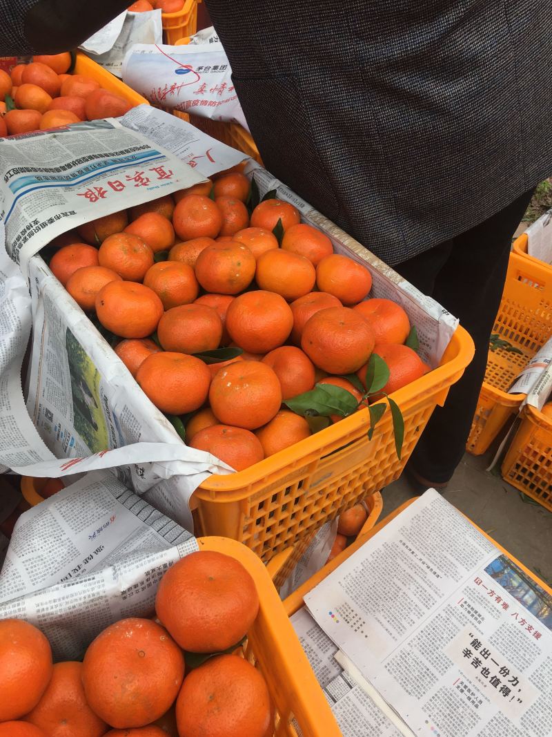 莫科特