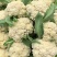 山东花菜优质菜花产地直供货源充足保质保量欢迎实地考察