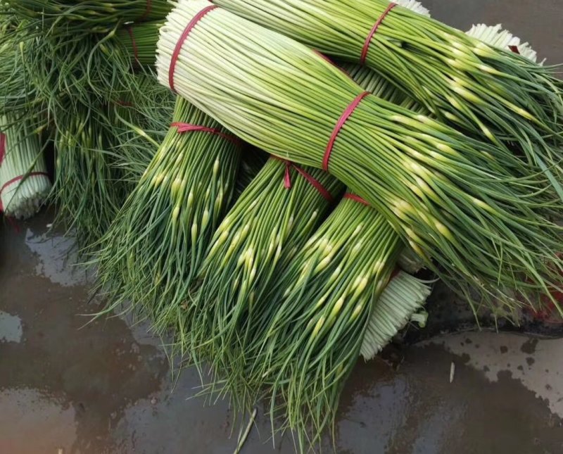 精品白帽蒜薹《大量鲜货上市》50～60cm