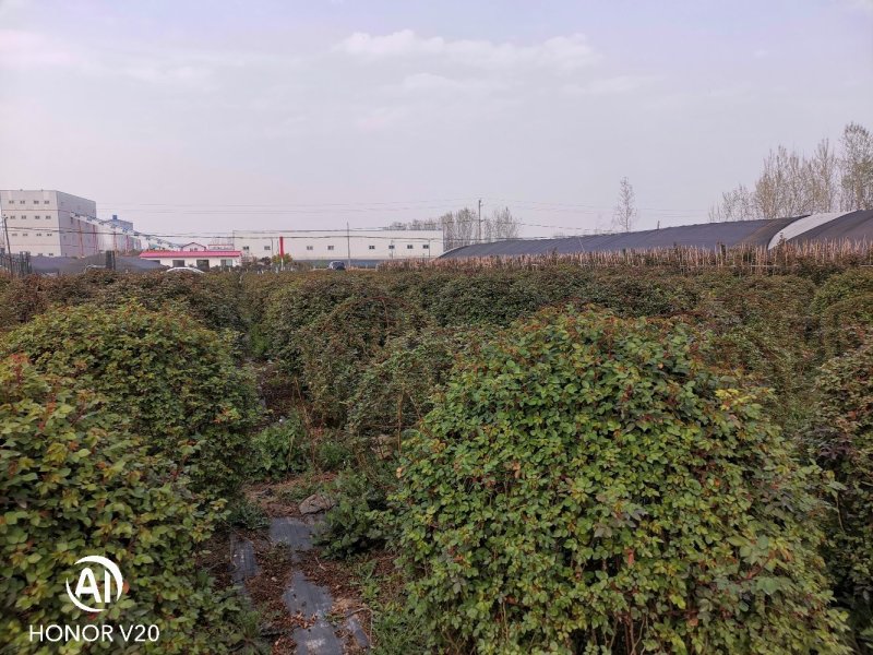 基地直供各种规格造型月季，藤本月季，花瓶月季