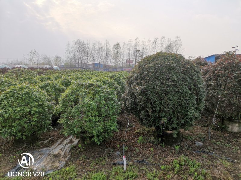 基地直供各种规格造型月季，藤本月季，花瓶月季