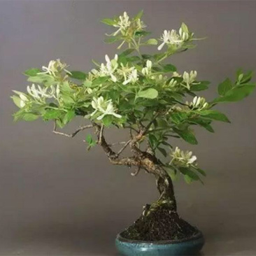 四季金银花树，枸杞树