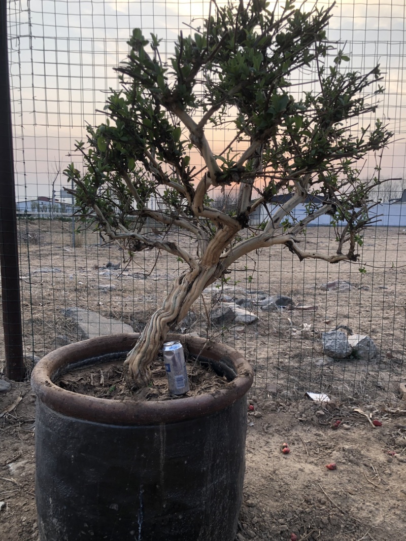 四季金银花树，枸杞树