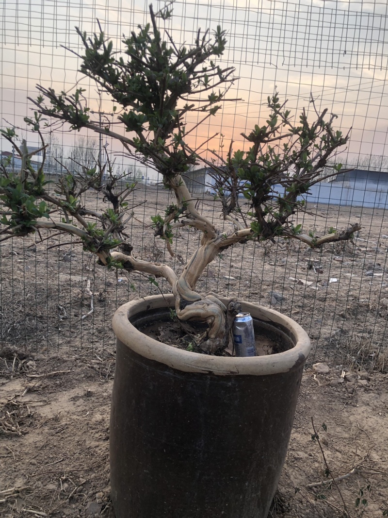 四季金银花树，枸杞树