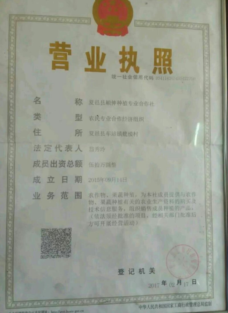 夏邑益农合作社基地种植密刺油亮黄瓜保质保量货源充