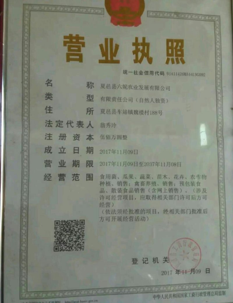 夏邑益农合作社基地种植密刺油亮黄瓜保质保量货源充