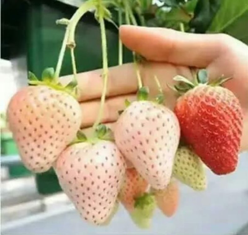 章姬草莓红颜草莓四季草莓苗盆栽现挖现发南北方当年结果栽培