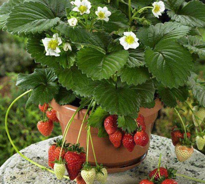 章姬草莓红颜草莓四季草莓苗盆栽现挖现发南北方当年结果栽培