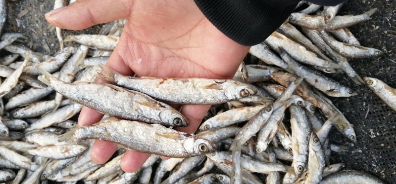 鱼干油炸小鱼干无盐鱼干刁子鱼白条鱼鱼干