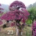 红花继木红花继木莊造型红花继木球，继木