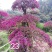 红花继木红花继木莊造型红花继木球，继木