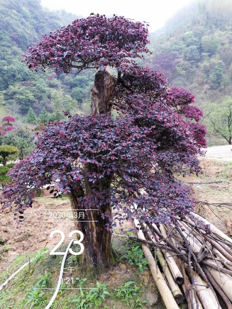 红花继木红花继木莊造型红花继木球，继木