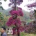 红花继木红花继木莊造型红花继木球，继木