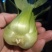 上海青大头油菜。。。。。。。。。。。。。，