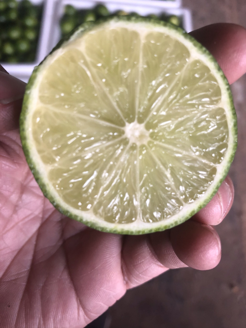 薄皮无籽青柠檬批发云南无子柠檬400亩基地塔西提泰式