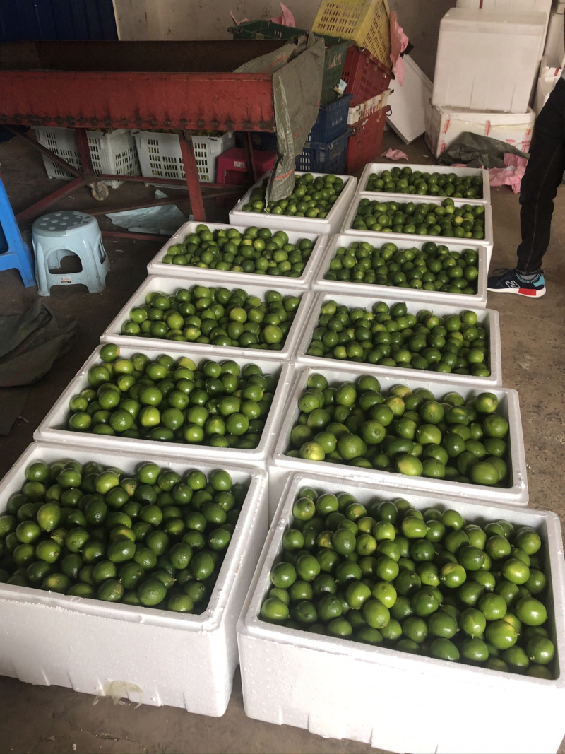 薄皮无籽青柠檬批发云南无子柠檬400亩基地塔西提泰式