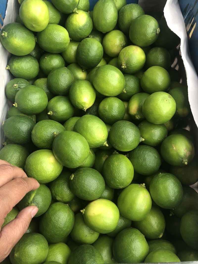 薄皮无籽青柠檬批发云南无子柠檬400亩基地塔西提泰式