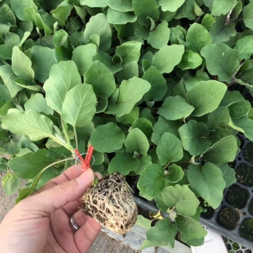 嫁接茄子苗紫把长茄圆茄绿把长茄绿茄子寿光