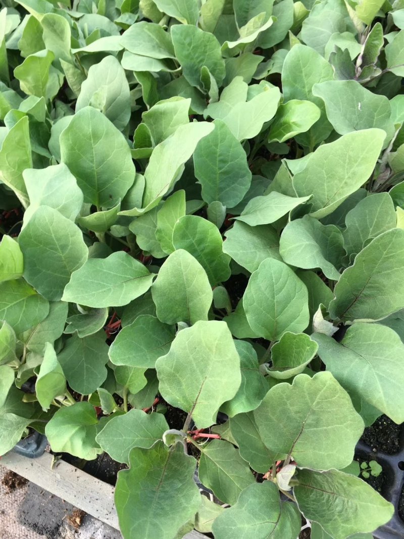 嫁接茄子苗紫把长茄圆茄绿把长茄绿茄子寿光