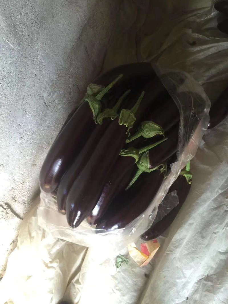 嫁接茄子苗紫把长茄圆茄绿把长茄绿茄子寿光