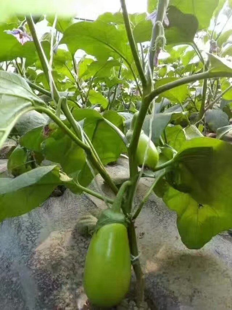 嫁接茄子苗紫把长茄圆茄绿把长茄绿茄子寿光