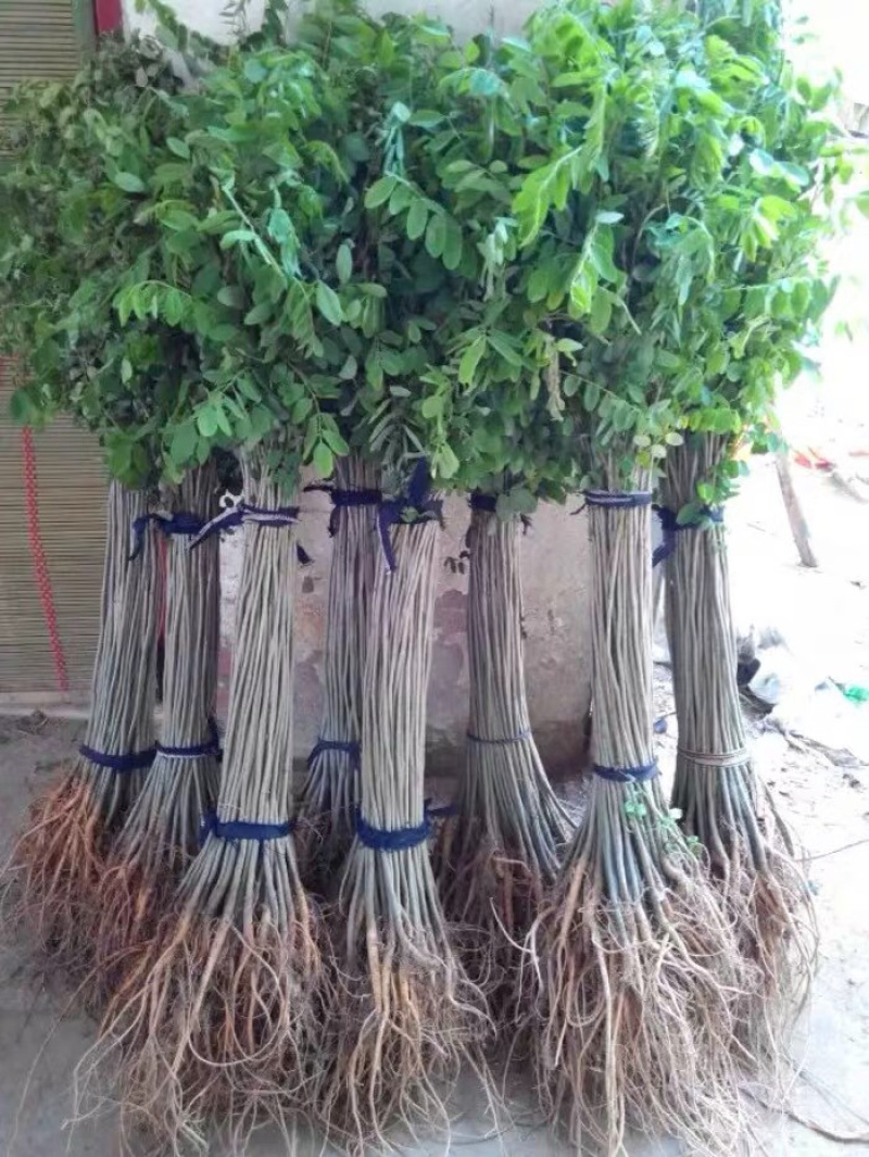 洋槐树苗洋槐花树苗刺槐树苗槐树苗槐花树苗槐树花可食用