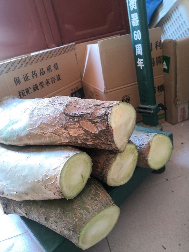 仙人掌老片美容药用仙人掌3年5年7年10年以上
