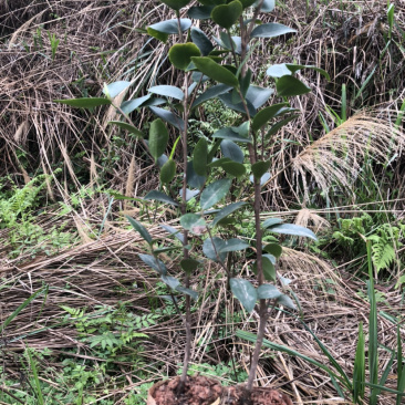 长林和湘林系列油茶苗在售