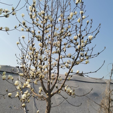 白玉兰