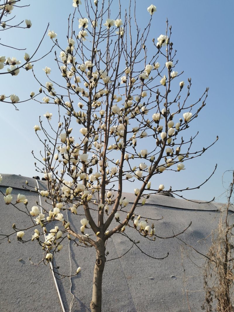 白玉兰