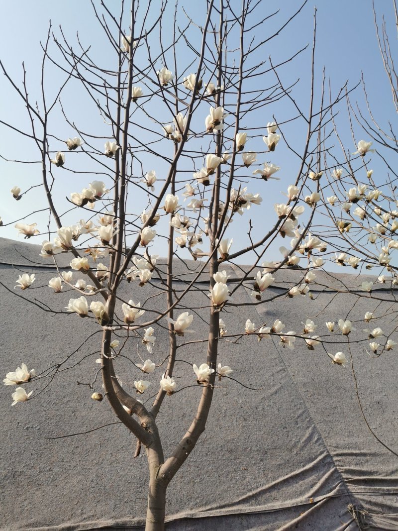 白玉兰