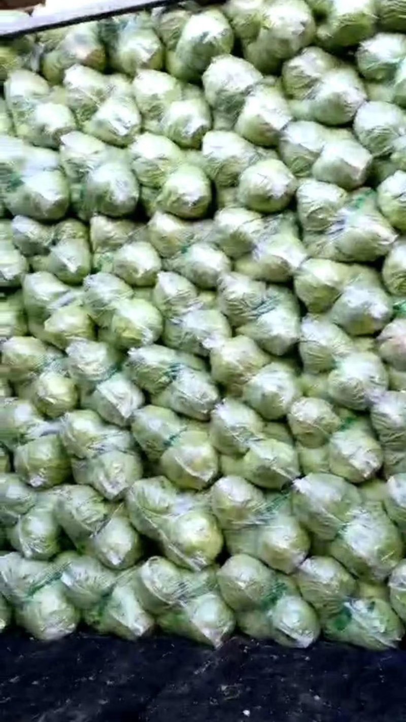 山东精品绿包菜精品圆包菜甘蓝欢迎各地客户前来采购