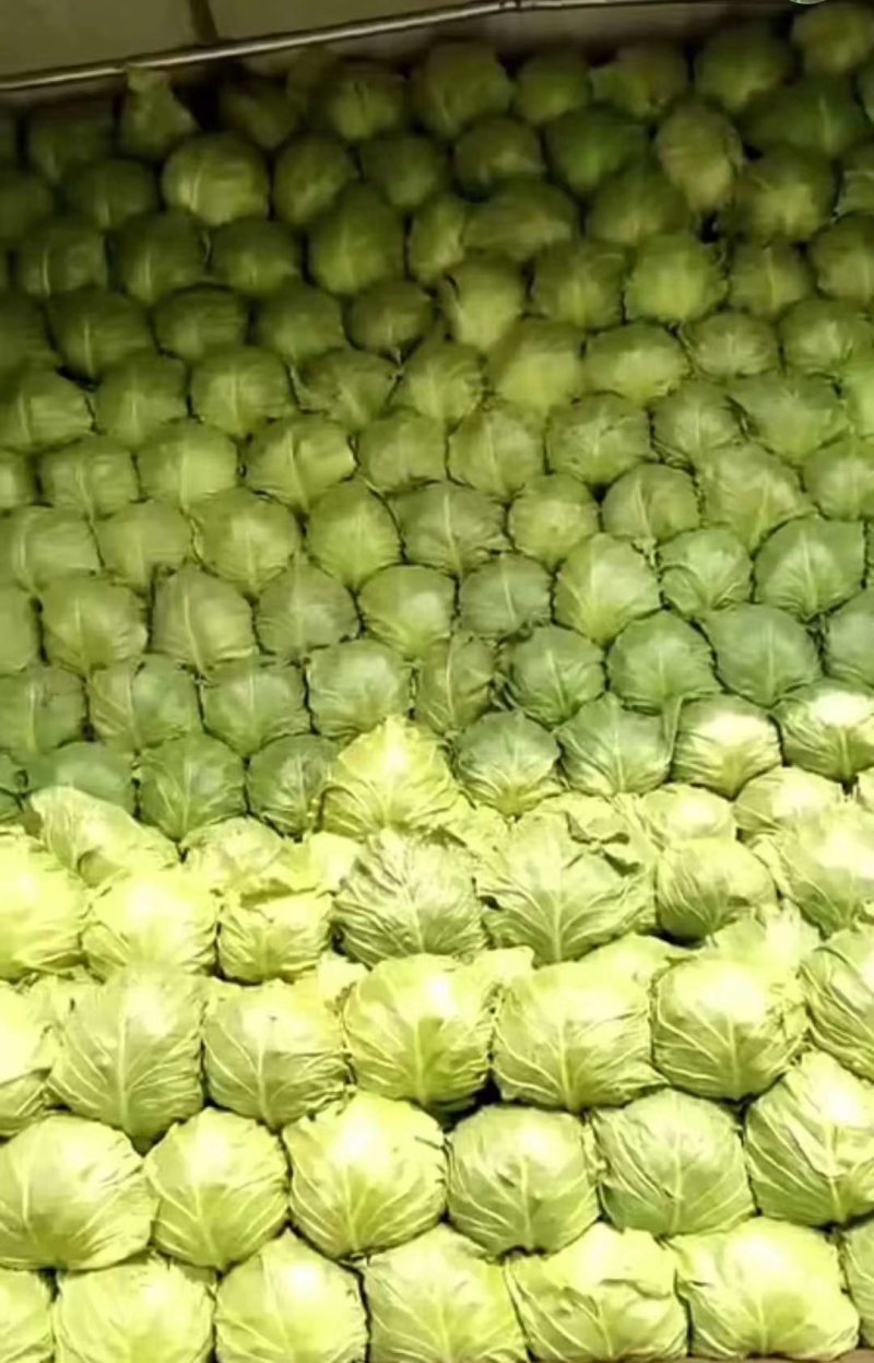 山东精品绿包菜精品圆包菜甘蓝欢迎各地客户前来采购