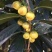 广西金茶花苗金花茶苗原产地广西防城港金茶花树苗