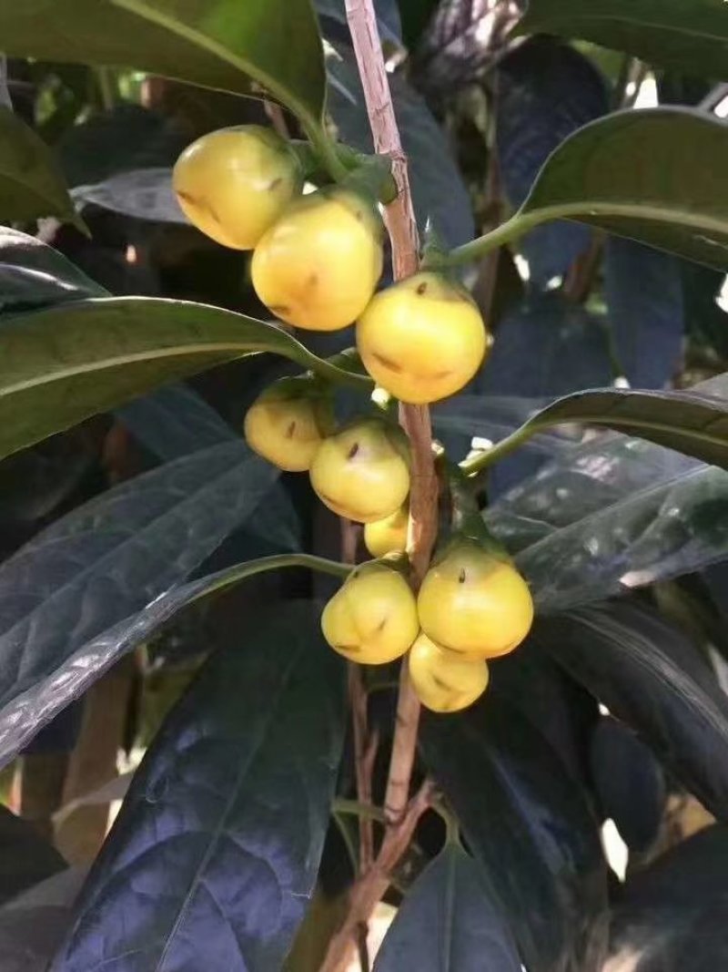 广西金茶花苗金花茶苗原产地广西防城港金茶花树苗