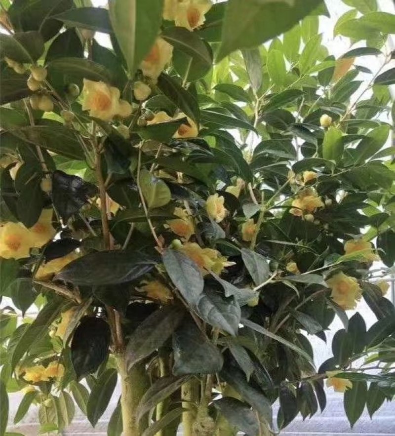 广西金茶花苗金花茶苗原产地广西防城港金茶花树苗