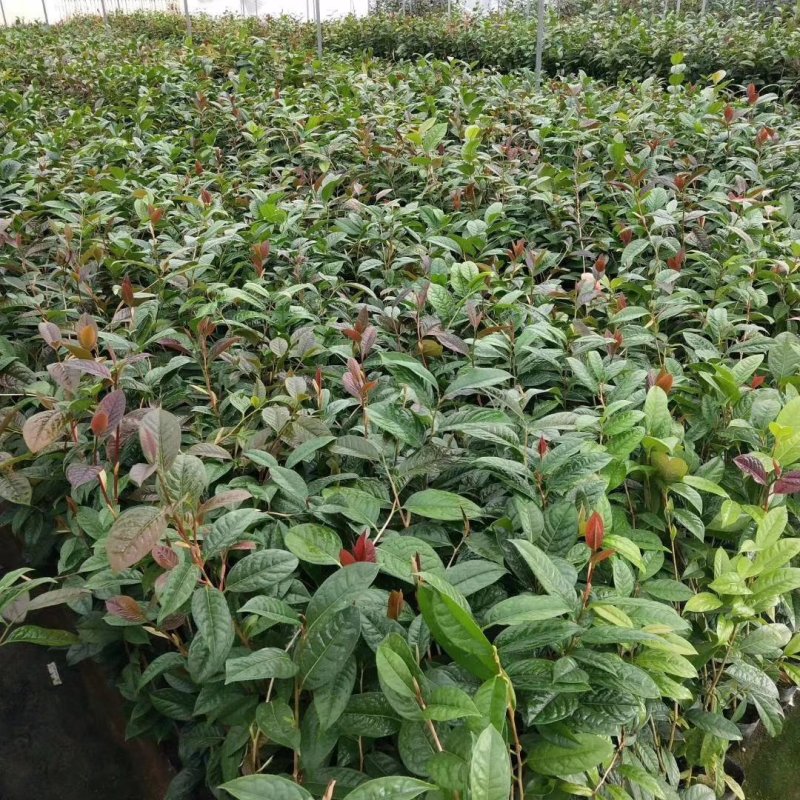 广西金茶花苗金花茶苗原产地广西防城港金茶花树苗