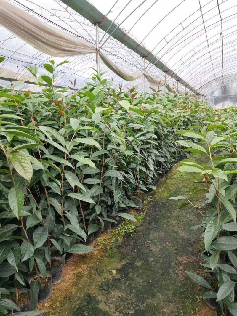 广西金茶花苗金花茶苗原产地广西防城港金茶花树苗