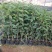 广西金茶花苗金花茶苗原产地广西防城港金茶花树苗