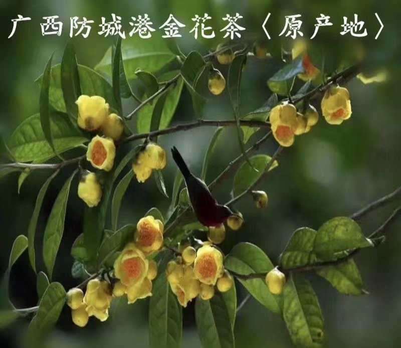 广西金茶花苗金花茶苗原产地广西防城港金茶花树苗