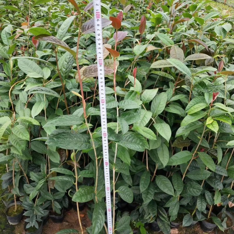 广西金茶花苗金花茶苗原产地广西防城港金茶花树苗