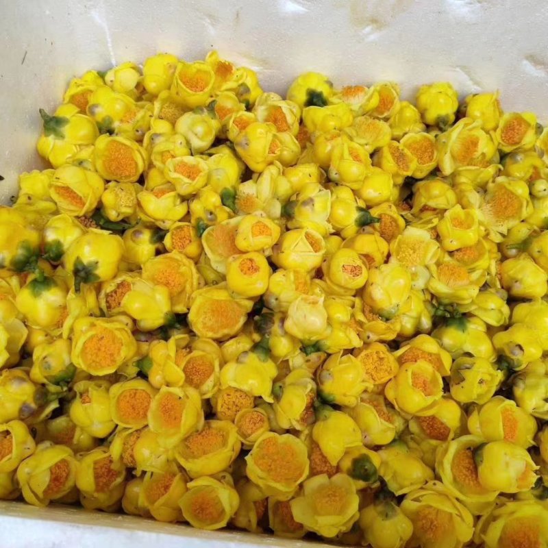 广西金茶花苗金花茶苗原产地广西防城港金茶花树苗