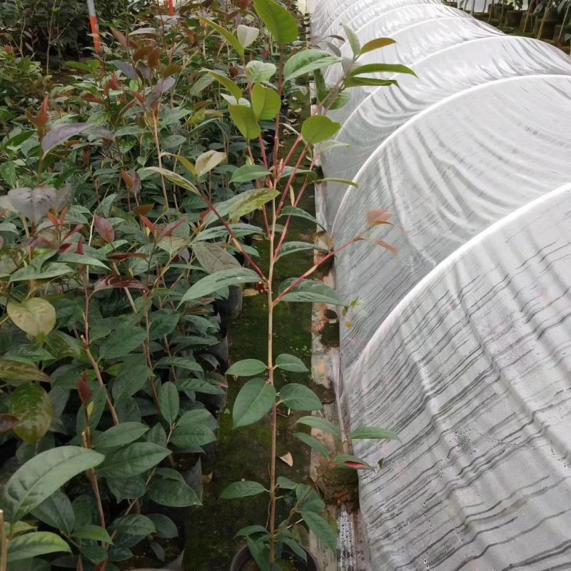 广西金茶花苗金花茶苗原产地广西防城港金茶花树苗