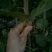 香橼苗