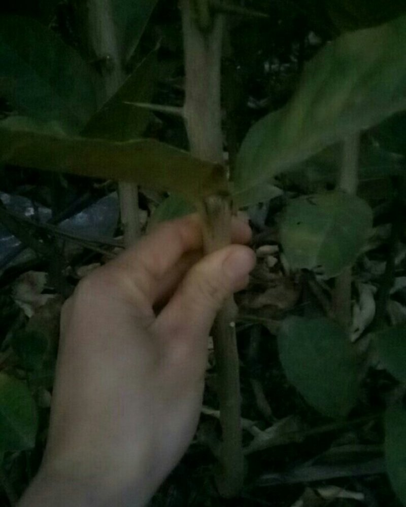 香橼苗