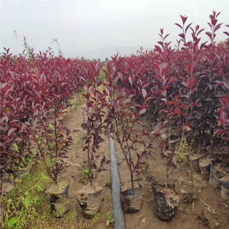 辽宁开原紫叶矮樱小苗杯苗工程苗繁育基地产地直发